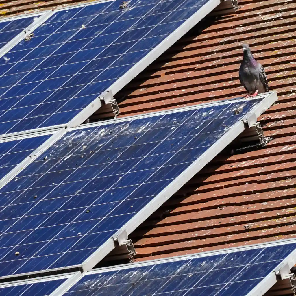 What to do if pigeons are nesting on your roof or solar panels